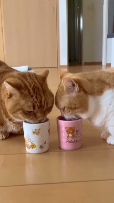 猫　コップを並べて飲む