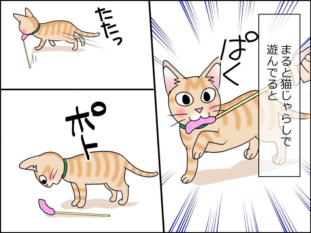 猫　遊ぶ　漫画