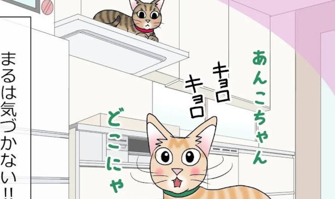 【漫画】第42話：どこまでも追いかけるニャン♪一枚上手の同居猫に撒かれる猫くん【まるくん】