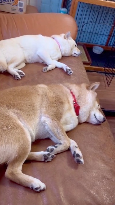 犬　並んで寝ている柴犬夫婦
