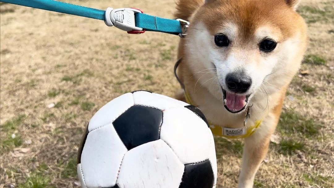 犬　ボール好き