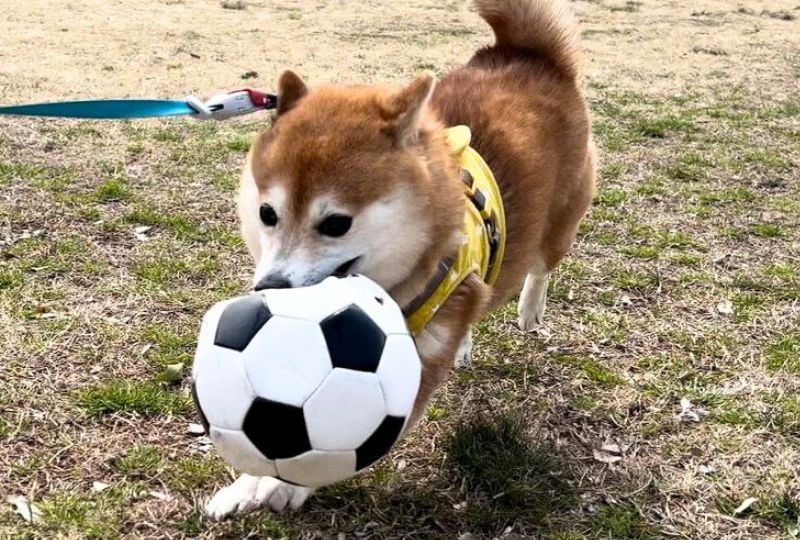 ボールが大好きな柴犬ちゃん♡笑っちゃうほどキレッキレの動きで楽しそう！