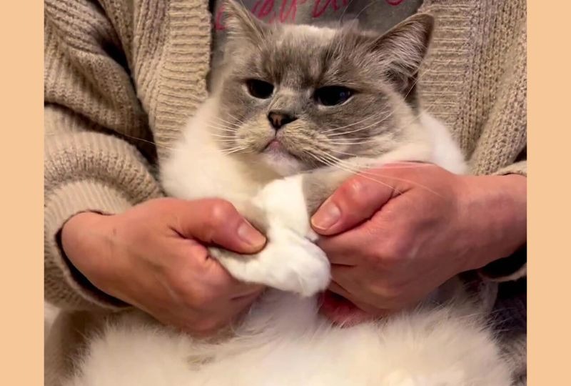 手袋をしたおててをスリスリ…♡モフモフ姉弟猫のリラックスタイムが可愛すぎる！