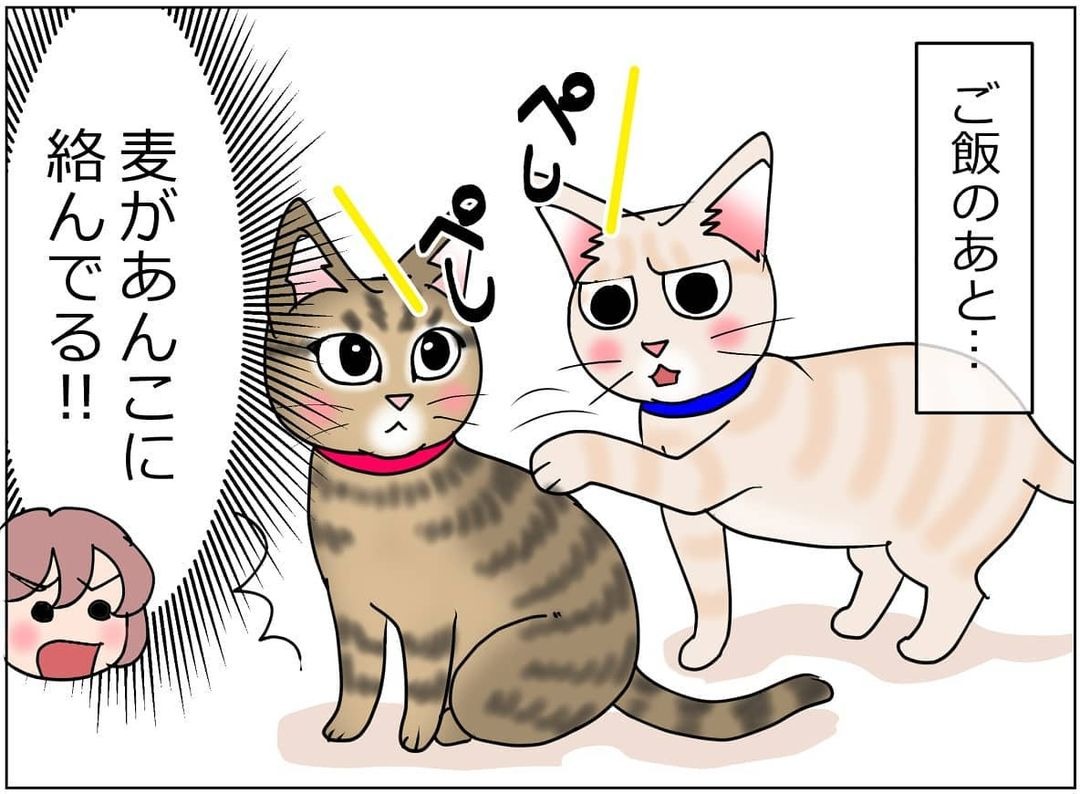 猫　絡む　漫画