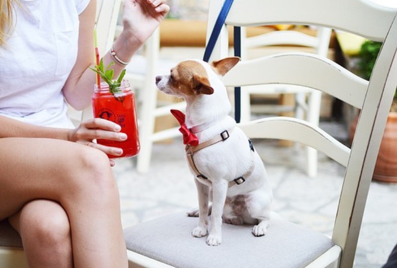 【2023年版】群馬県の犬と入れるドッグカフェ・スポット一覧をご紹介！