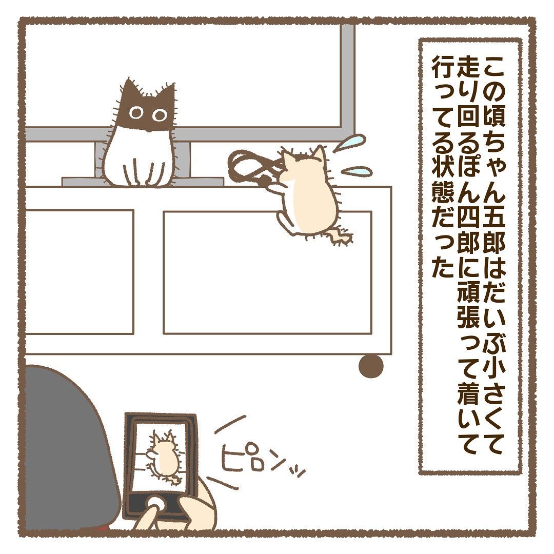 猫　登る　漫画