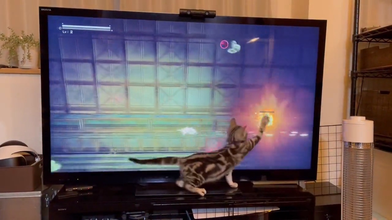 猫　テレビゲーム