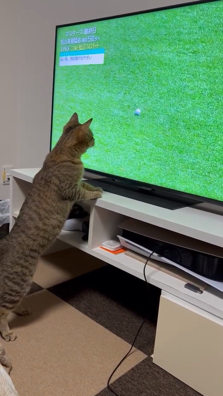猫　テレビ　くぎ付け
