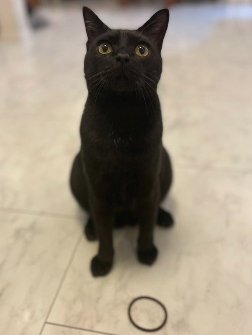 黒猫　正面