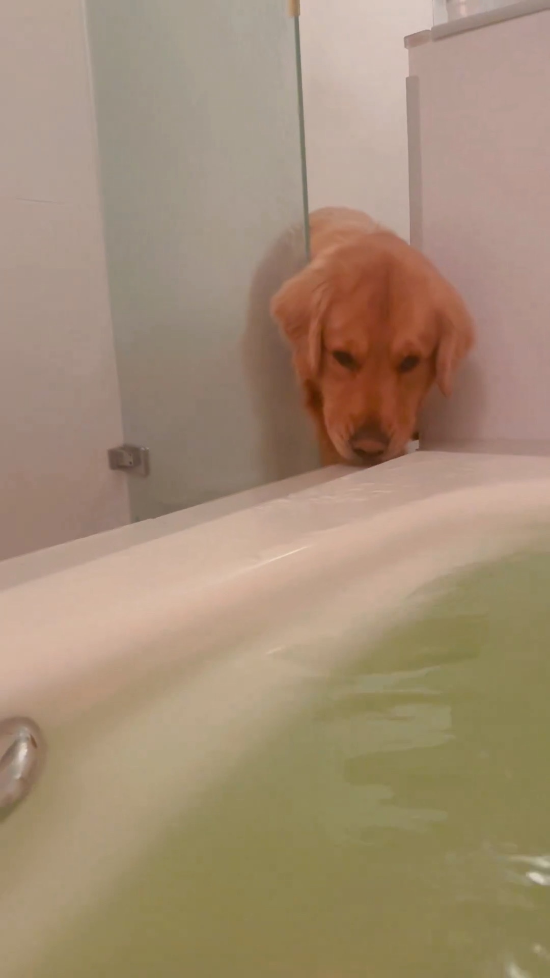 犬　お風呂の水　飲む
