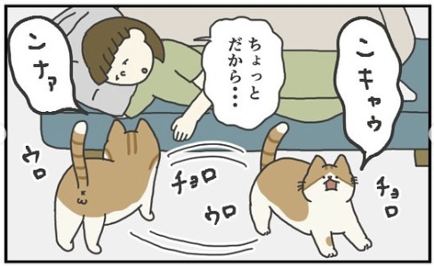 猫　取り締まり　漫画