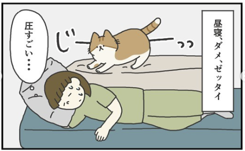 猫　圧　漫画
