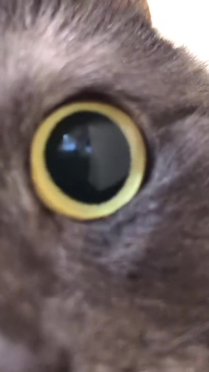 猫　目
