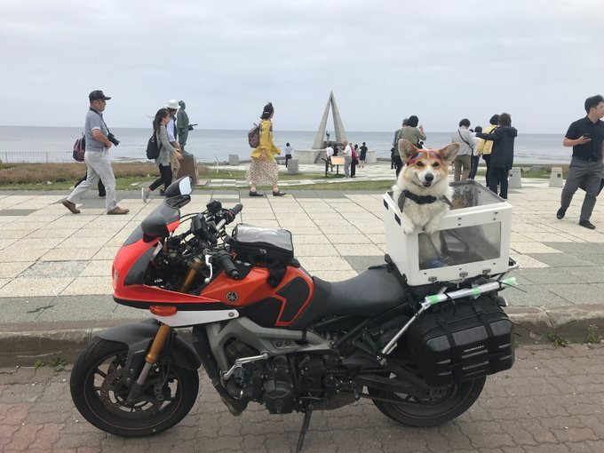 犬　バイク