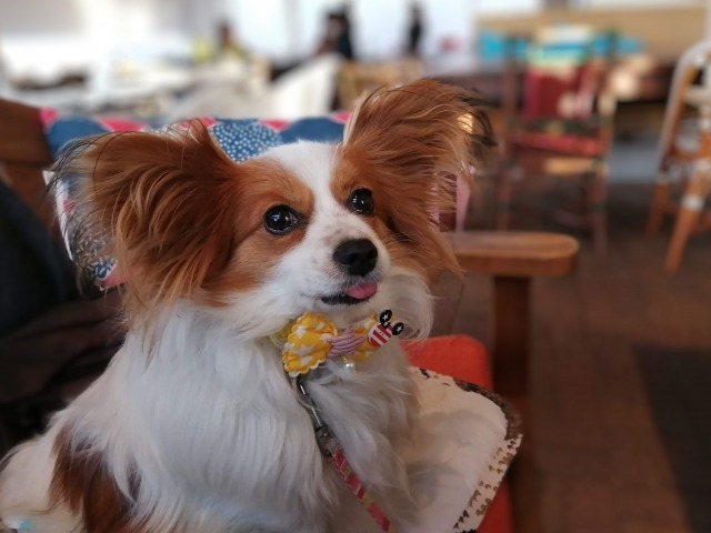 【2023年版】熊本県の犬と入れるドッグカフェ・レストラン一覧をご紹介！
