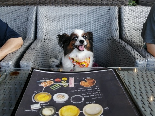 【2023年版】高知県の犬と入れるドッグカフェ・レストラン一覧をご紹介！