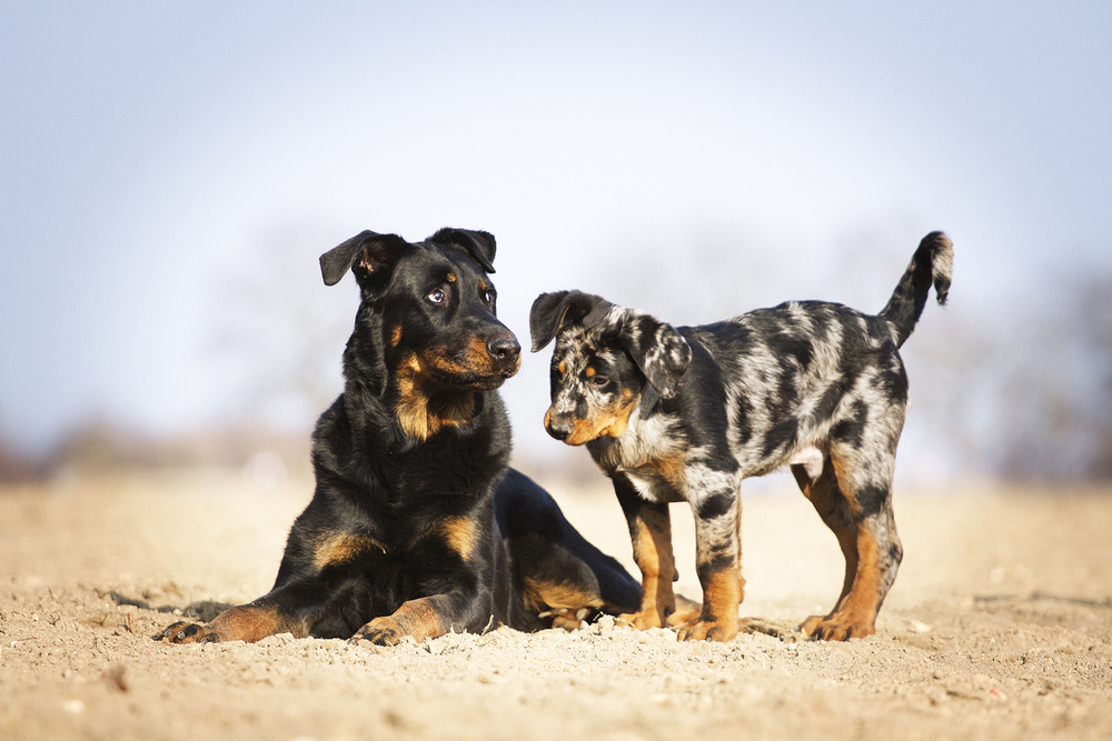 two fun beauceron rottweiler dog puppy outdoors
