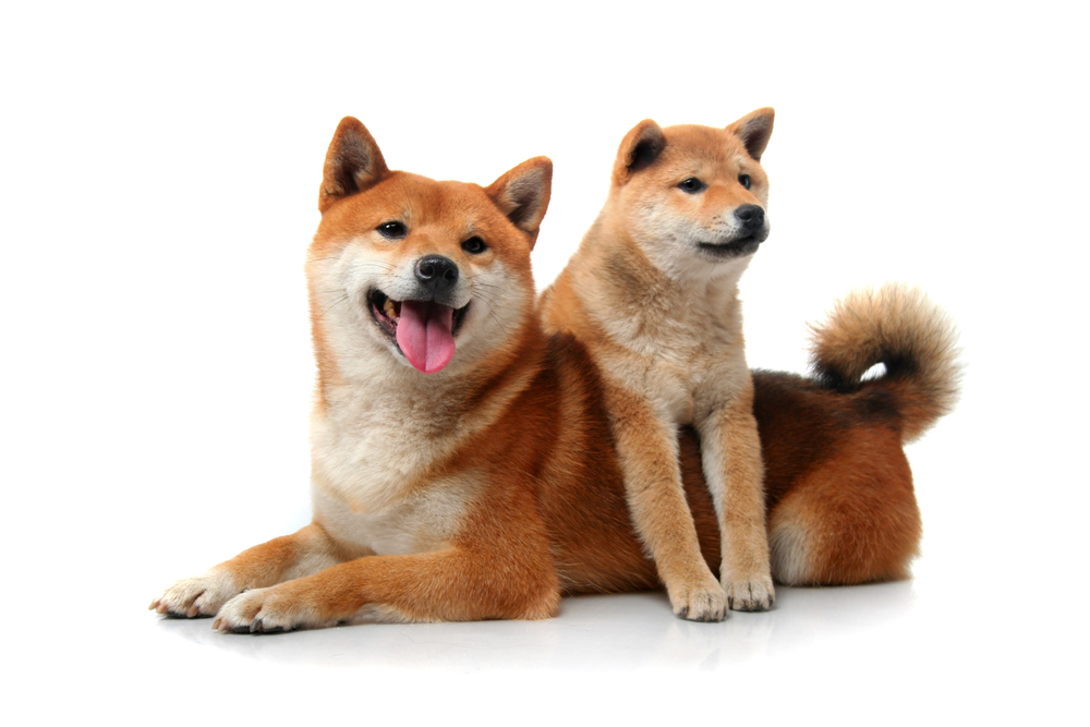 Two shiba inu dogs on white