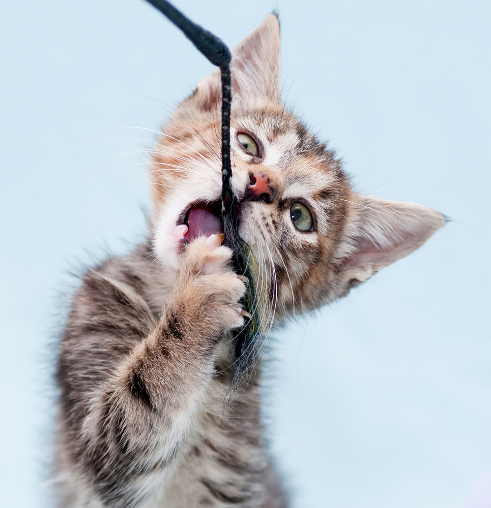 Beautiful tricolor kitten chewing toy fishing pole on blue background