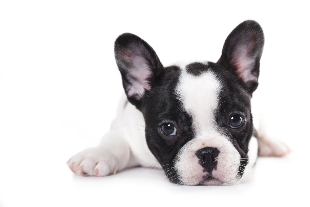 【飼いやすい小型犬ランキング！】初心者におすすめの犬種を紹介！