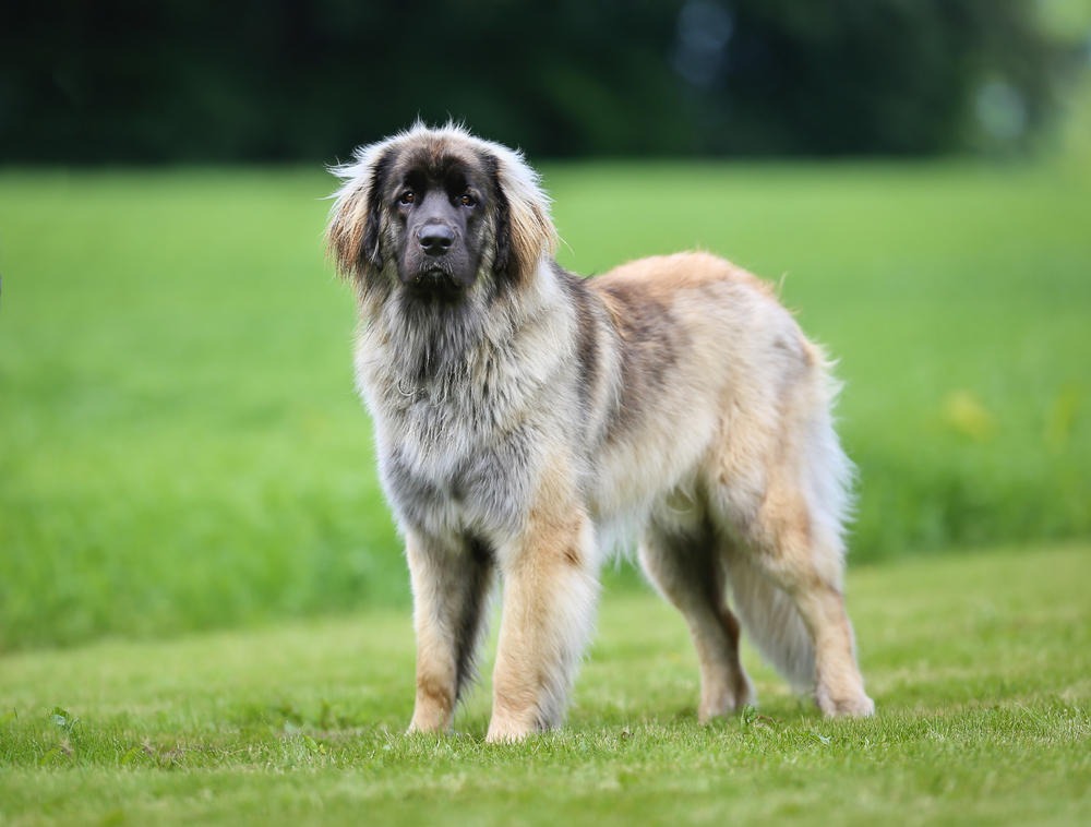 Beautiful purebred Leonberger dog photographed outdoors on a sunny summer day.