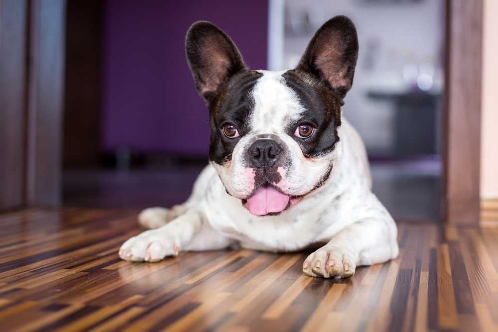 犬が床やガラスを舐めるのはなんで？理由について詳しく解説！