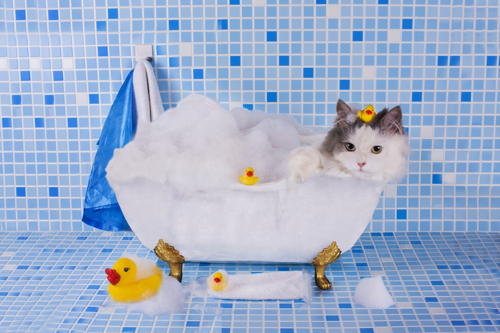猫をお風呂好きにさせるためのコツを知ろう！