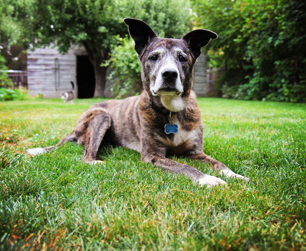 a senior pit bull laying in the grass of a green lawn in a backyard 