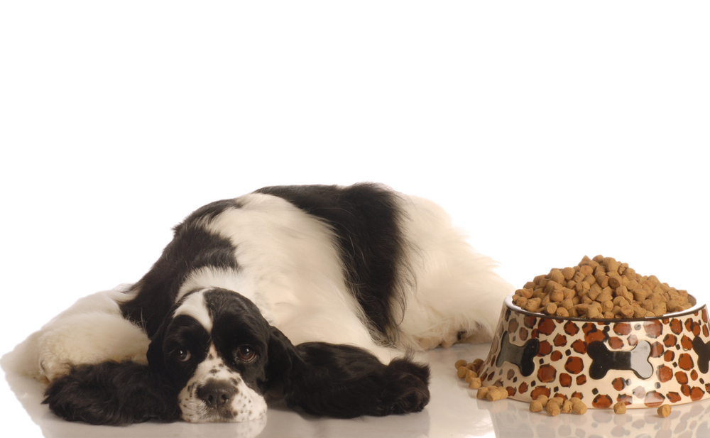 犬がご飯に不満があるときの仕草や行動とは？犬の食欲を増す方法と対策も紹介！