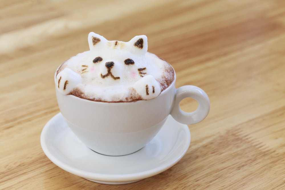 茨城にあるおすすめの猫カフェ5選