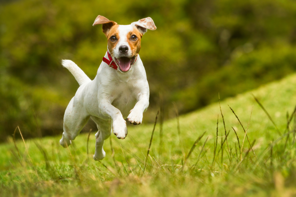 JACK RUSSELL PARSON TERRIER RUNNING TOWARD THE CAMERA, LOW ANGLE HIGH SPEED SHOT
