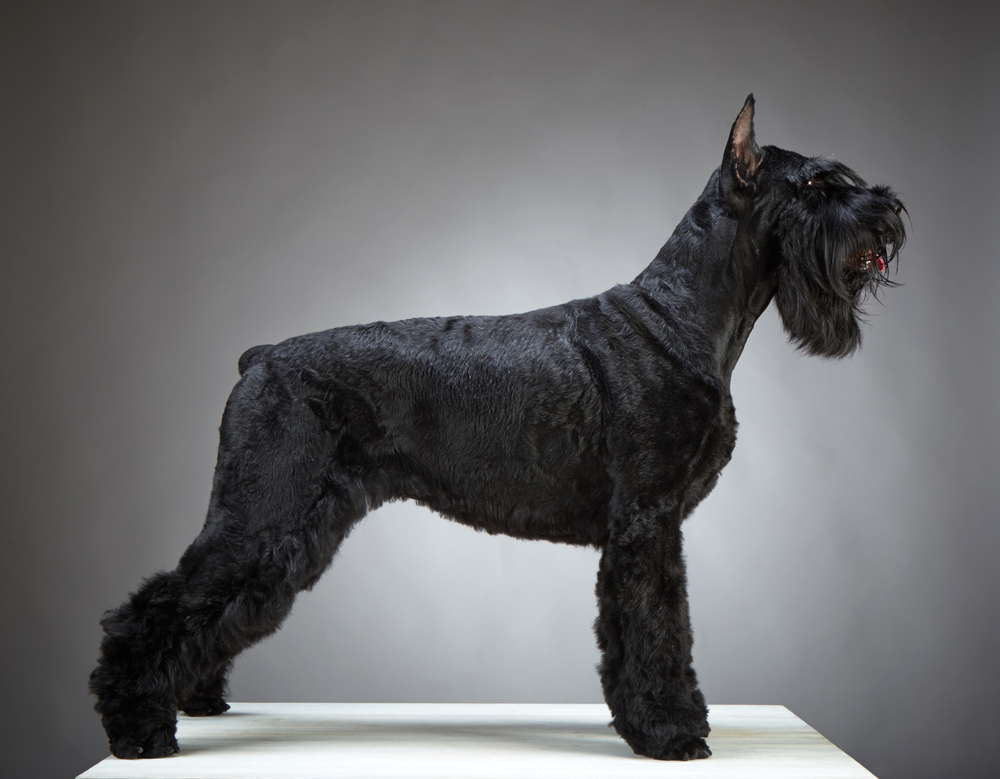 Black Giant Schnauzer dog on gray background