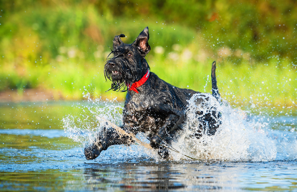 Giant schnauzer dog running in the water