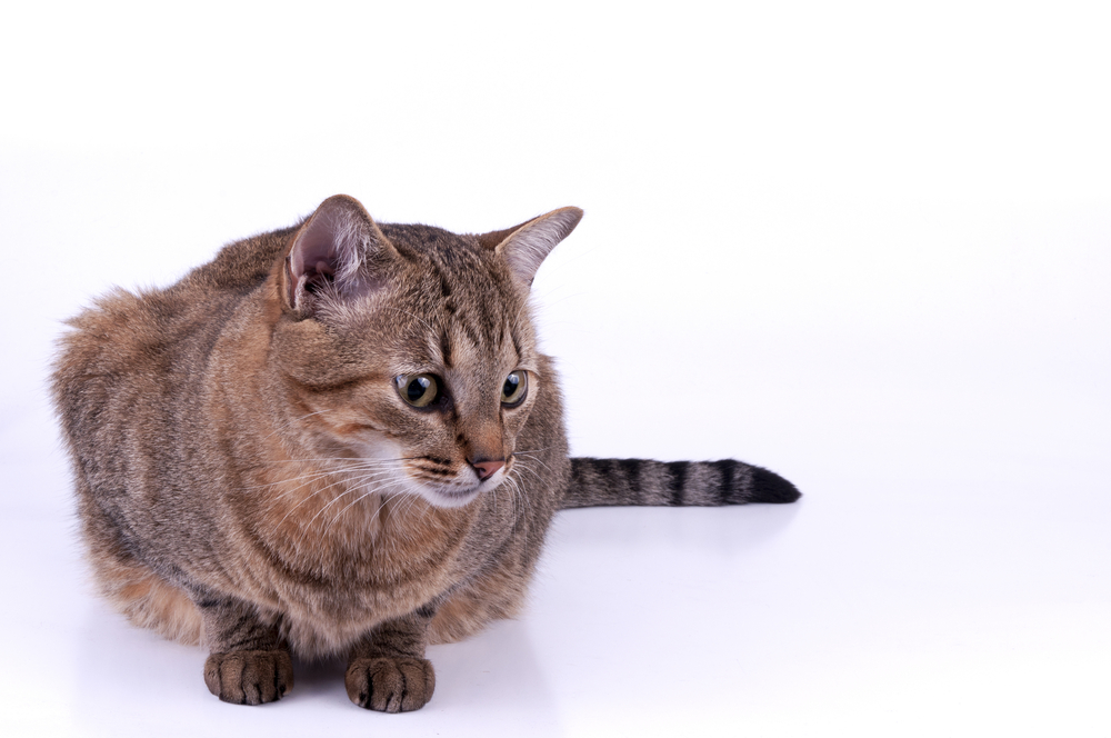 Brazilian Short Hair Cat isolated on white background