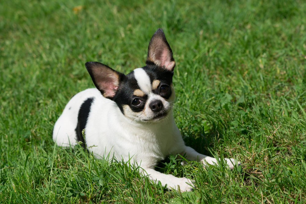 One Chihuahua lies under the sun on the grass