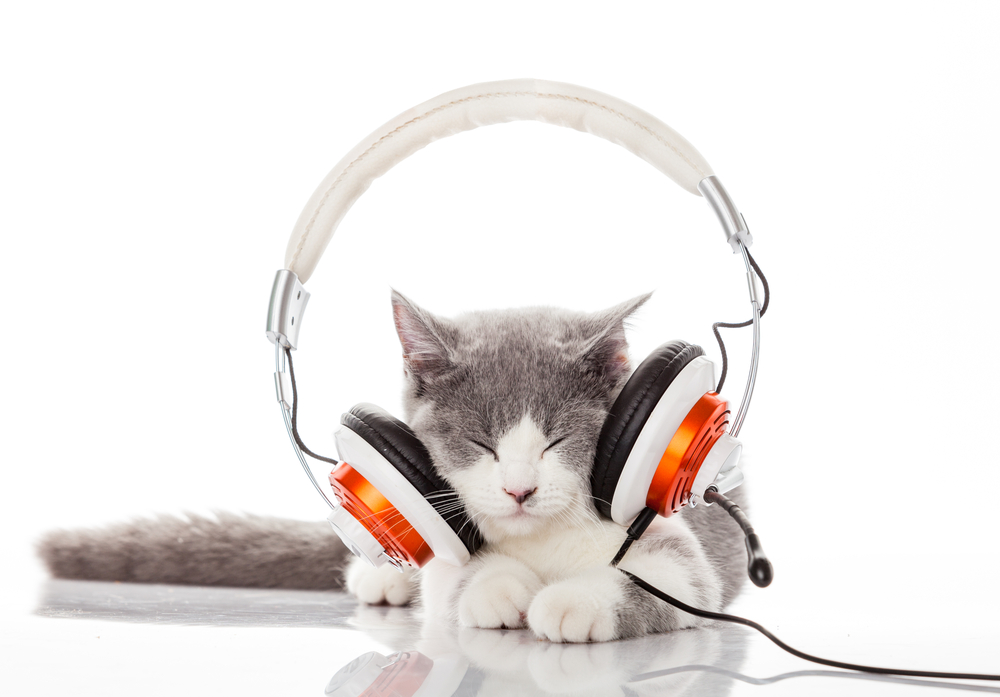 猫は音楽でリラックスする？知りたい猫が落ち着く曲3選！