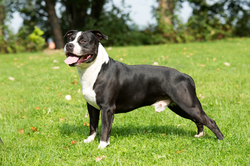 Portrait of nice american staffordshire terrier 