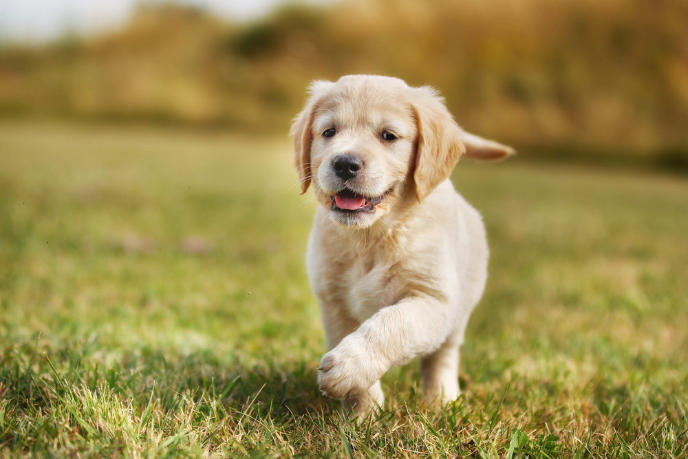 歩く子犬