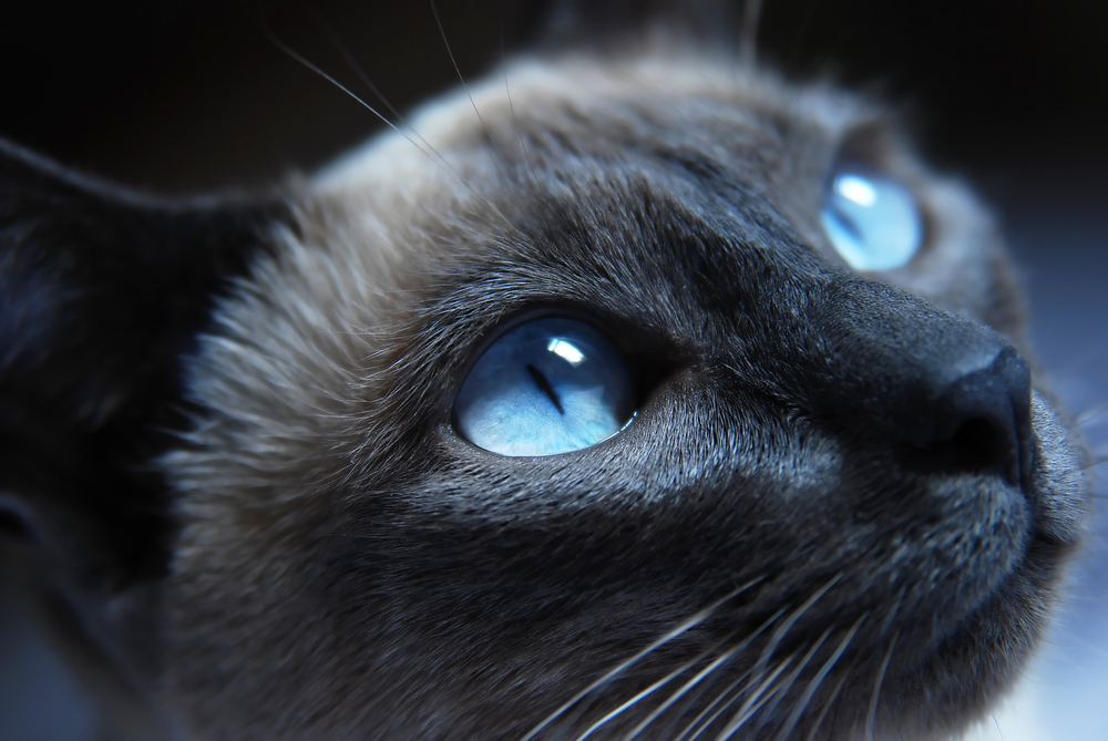 Close up to Siamese cat with blue eyes