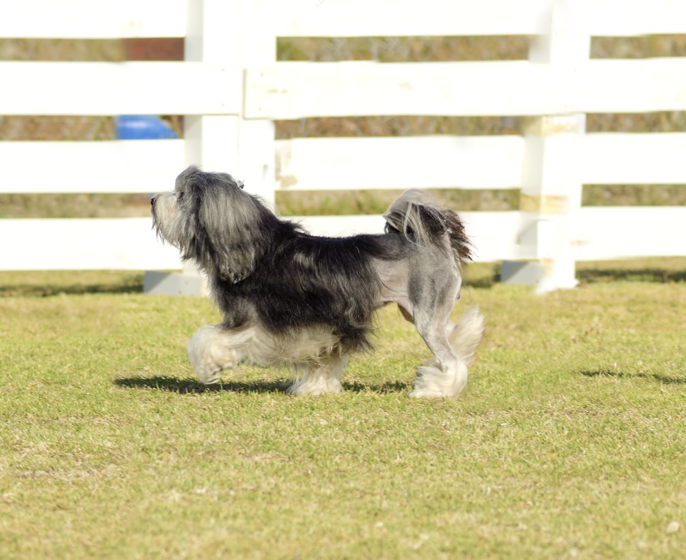 Profile view of a black,gray and white petit chien lion (little lion dog) walking on the grass.Lowchen has a long wavy coat groomed to resemble a lion,the haunches,back legs and part of the tail shave