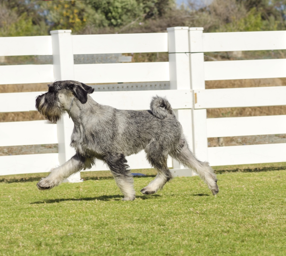 A young salt and pepper,gray Standard Schnauzer dog walking on the grass looking happy. Known for being an intelligent, loving, and happy dog and distinctive for its beard and long, feathery eyebrows 