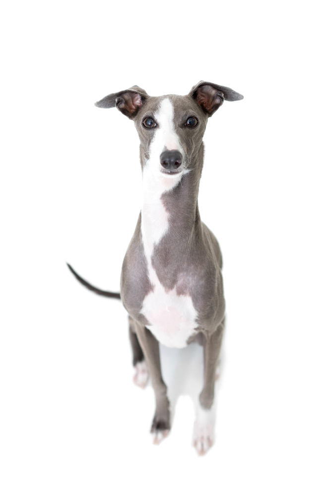 Italian greyhound dog isolated on white background