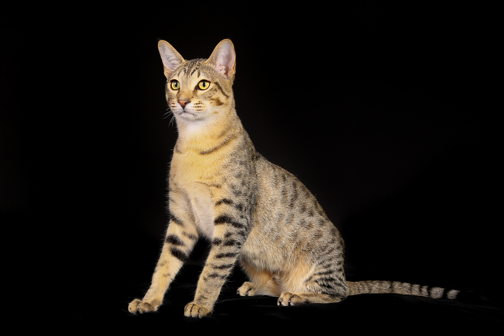 Shot of purebred domestic cat on black background.