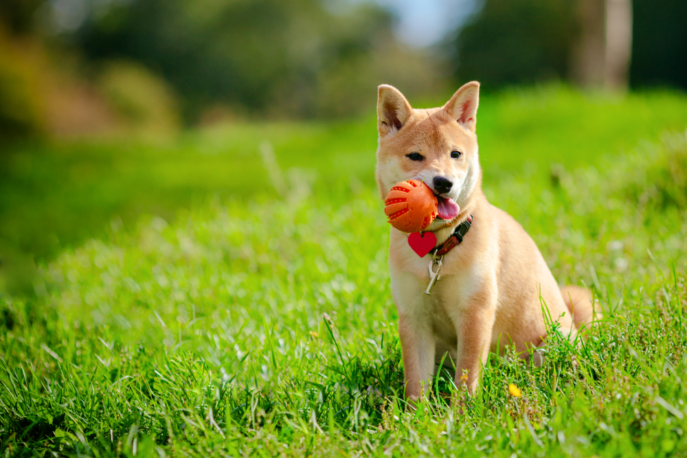 A young shiba inu playing with a ball in green garden