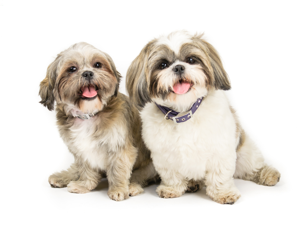 Picture of two shih tzus sat next to each other on a white background