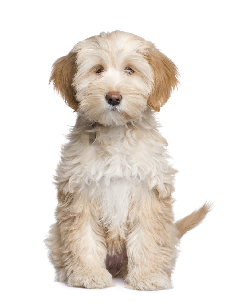 Tibetan Terrier puppy (3 months) in front of a white background