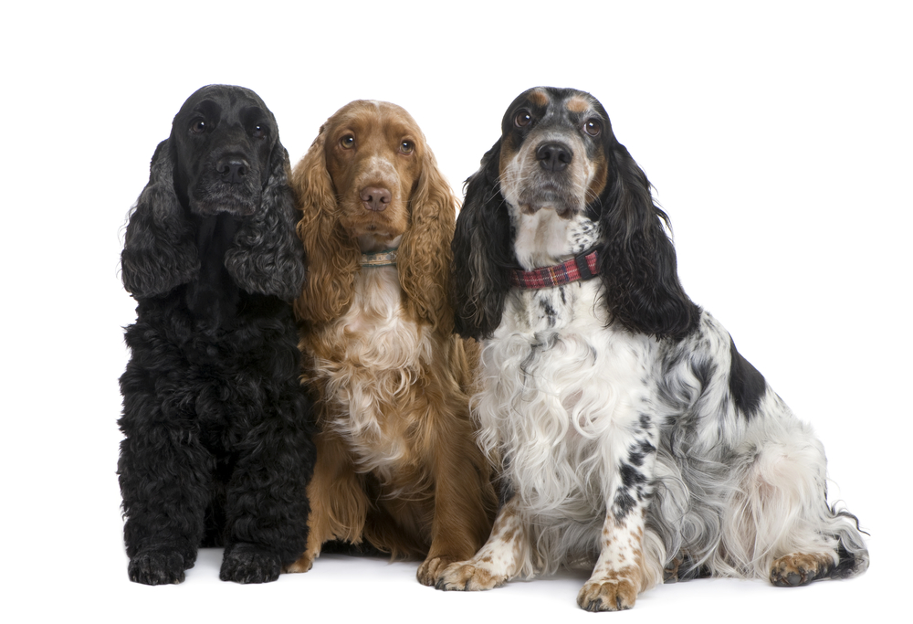 group of three Cocker Spaniels in front of a white background