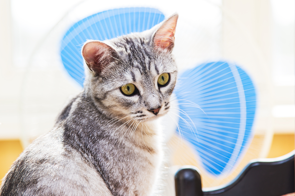 猫の留守番中に扇風機を使うのは危険？危険防止のための対策を紹介！