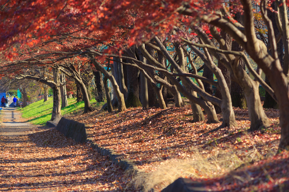 Autumn leaves in Musashino park, Tokyo