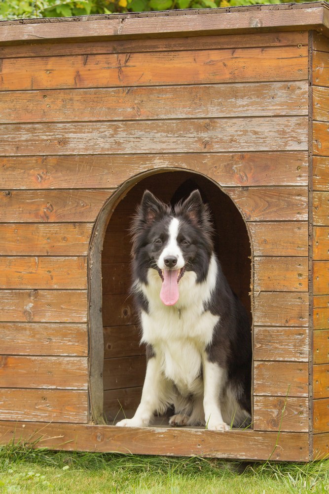 Border collie is standing in wooden doghouse.